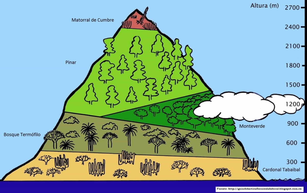 pisos de vegetación canarias