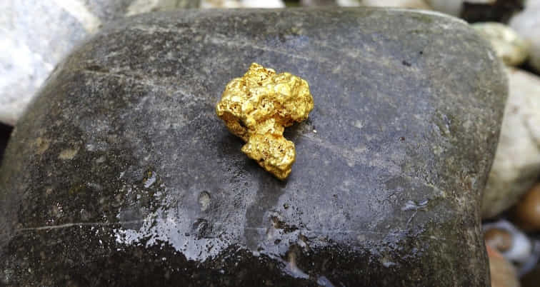 pepita de oro